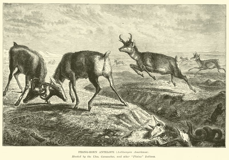 Horg-szarvú antilop, Antilocapra Americana alkotó: English School