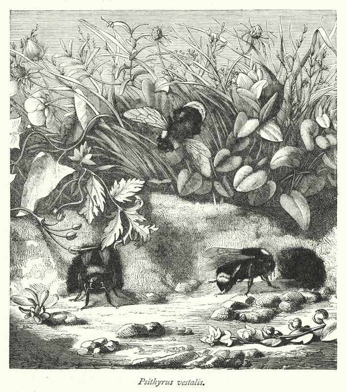 Psithyrus vestalis (metszet) alkotó: English School