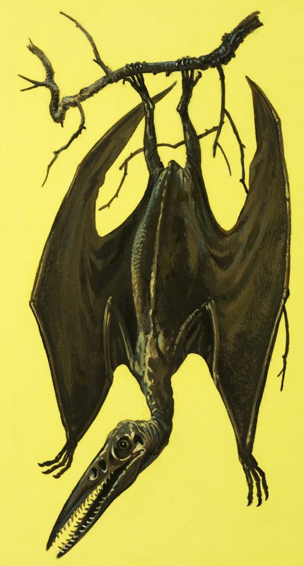 Pterodactylus alkotó: English School