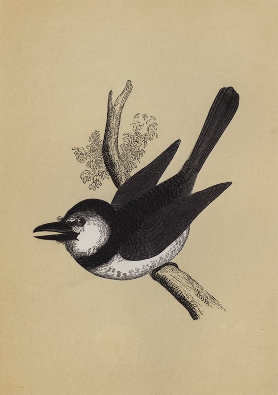 Puff Bird (színes litó) alkotó: English School