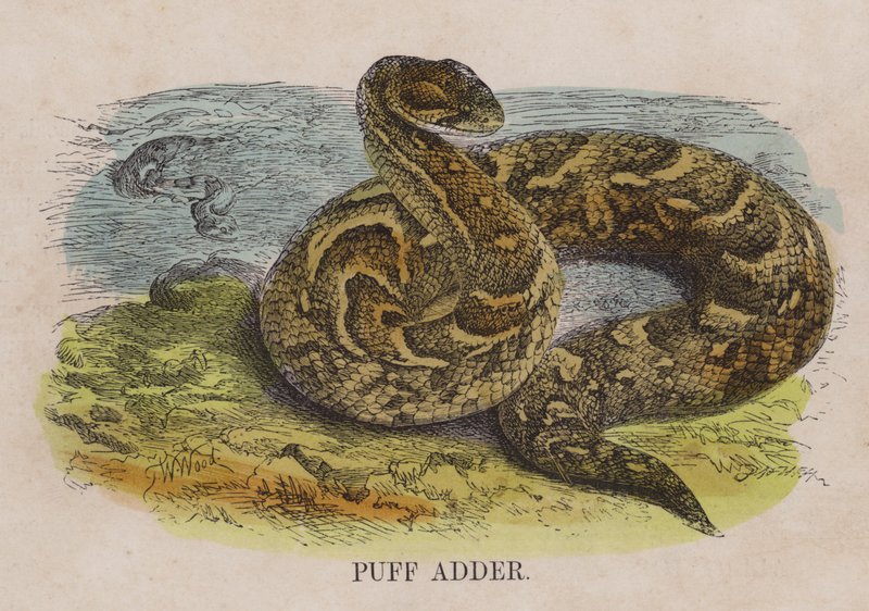 Pufogó vipera alkotó: English School