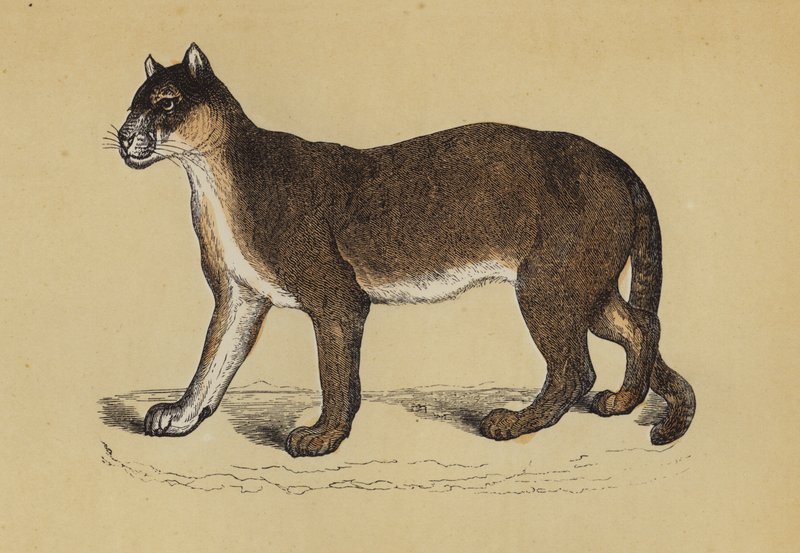 Puma (színes litho) alkotó: English School