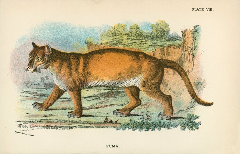 Puma alkotó: English School