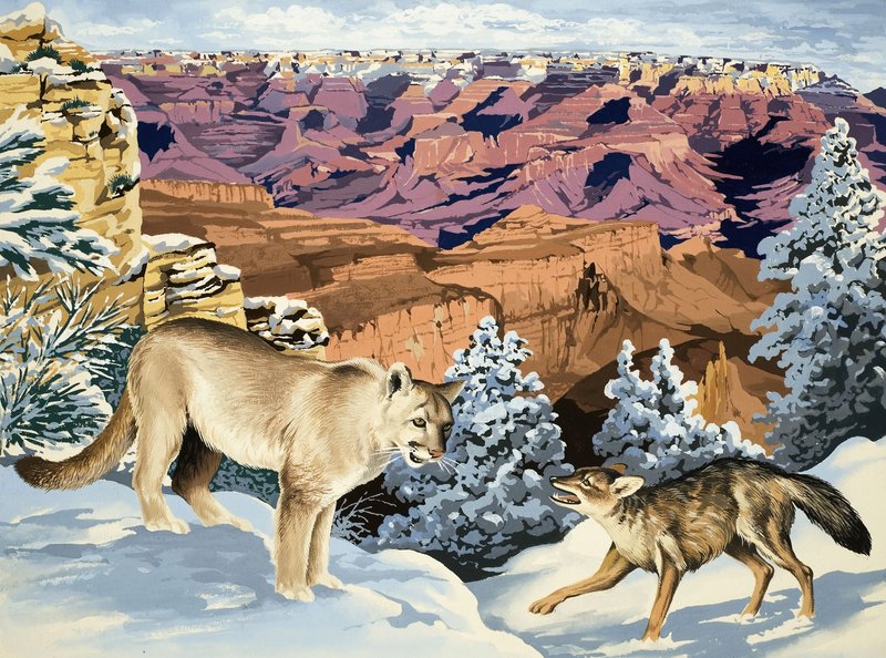 Puma és Coyote találkozik a Grand Canyon Nemzeti Parkban alkotó: English School