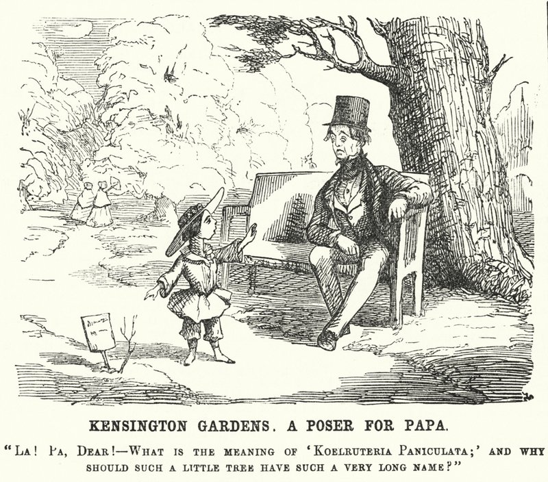 Punch rajzfilm: gyermek kérdést tesz fel apjának a londoni Kensington Gardensben (metszet) alkotó: English School