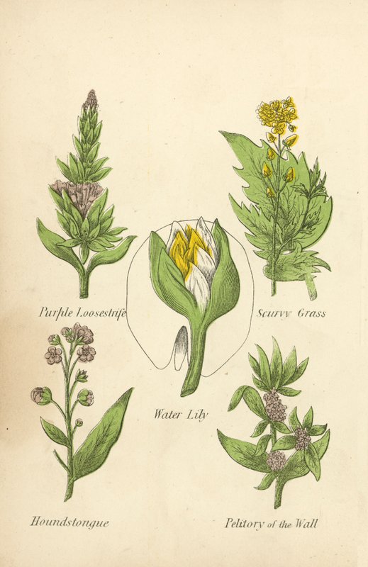 Lila laza, skorbut fű, tavirózsa, vadászkutya, fal petitory (színes litó) alkotó: English School