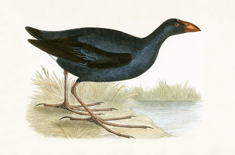 Purple Waterhen, illusztrációja Charles Robert Bree (1811-86) „Európa madarainak története, amelyeket nem figyeltek meg a Brit-szigeteken” című művéből, 1867. alkotó: English School