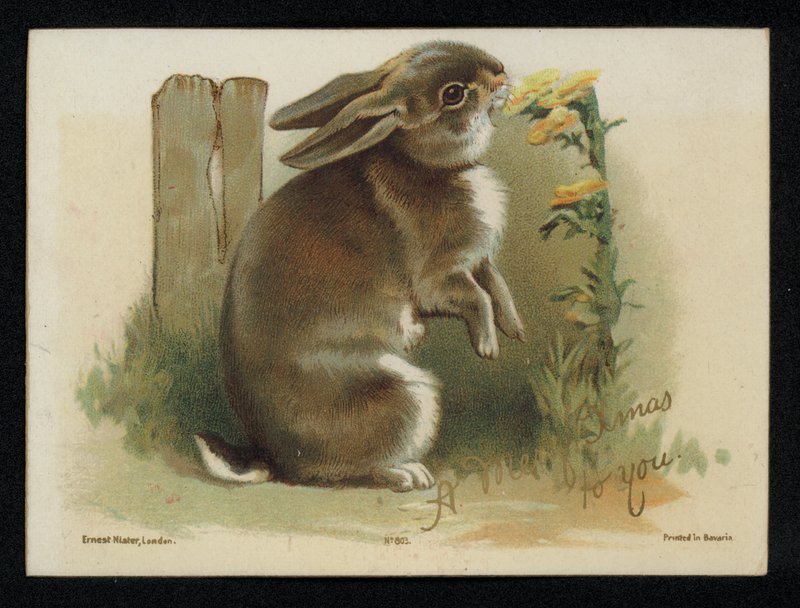Nyúl eszik sárga virágok, karácsonyi üdvözlőlap. (chromolitho) alkotó: English School