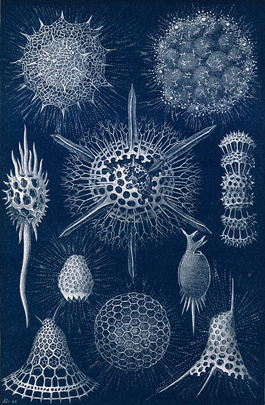 Radiolarians alkotó: English School