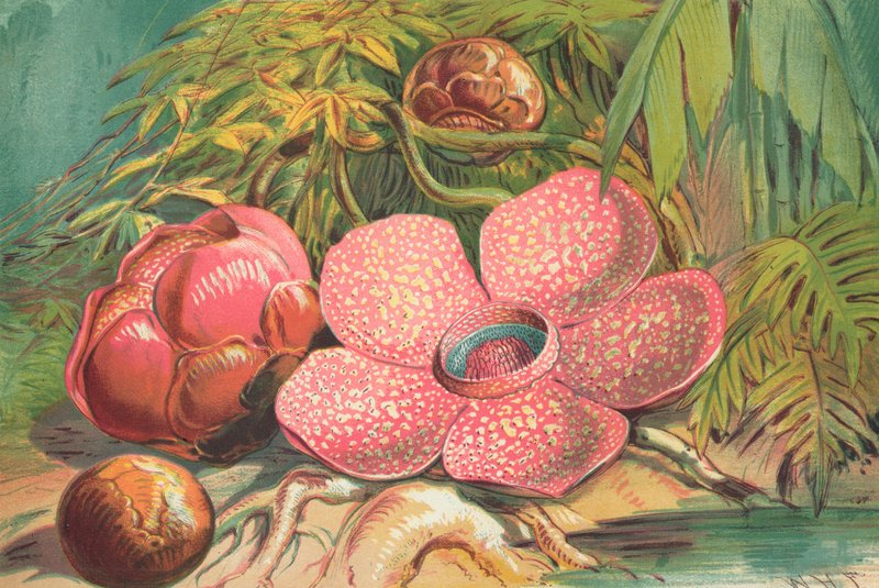 Rafflesia Arnoldii, a szumátrai esőerdők óriási virága alkotó: English School