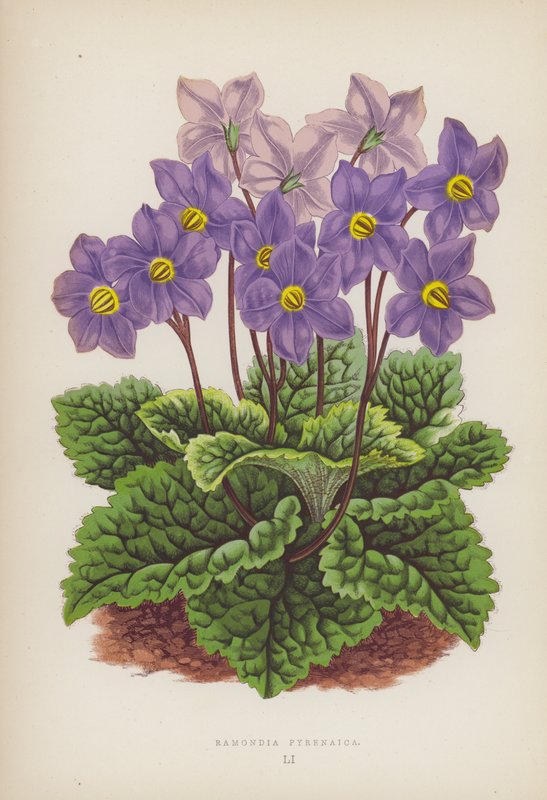 Ramondia Pyrenaica (színes litó) alkotó: English School
