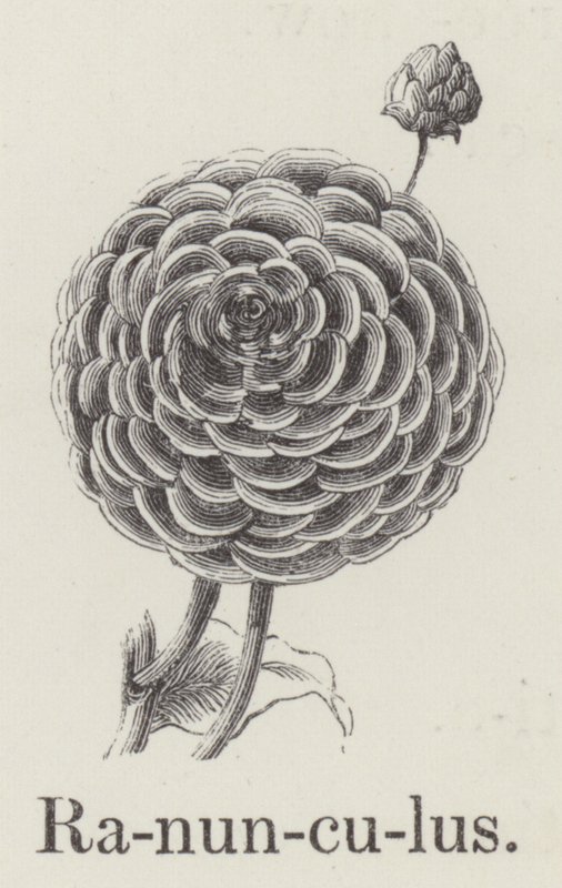 Ranunculus (metszet) alkotó: English School