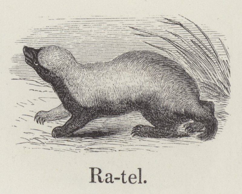Ratel (metszet) alkotó: English School