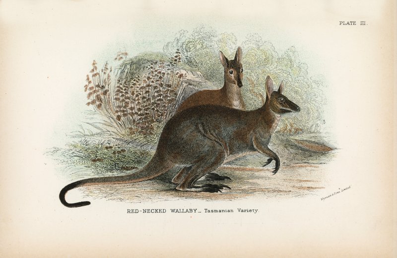 Vörös nyakú Wallaby Tasmanian Variety alkotó: English School