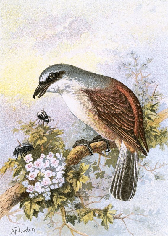Vörös hátú Shrike alkotó: English School
