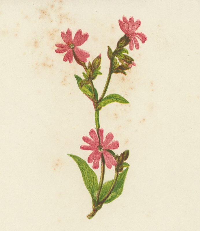 Vörös csipkebogyó, Lychnis Dioica (színes litográfia) alkotó: English School