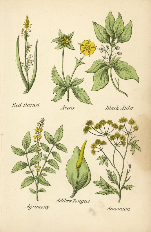 Vörös darnel, avens, fekete éger, agrimónia, sásnyelv, amomum (színes litográfia) alkotó: English School