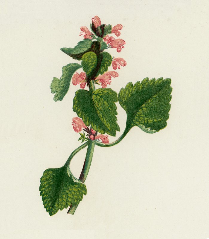 Vörös holt csalán, Lamium Purpureum (színes litográfia) alkotó: English School
