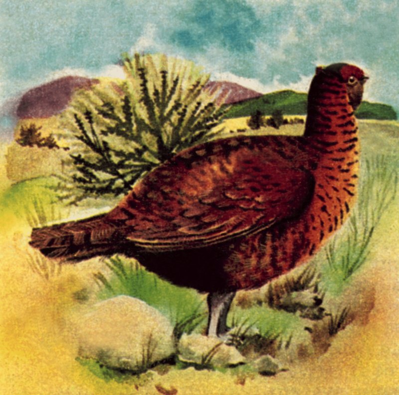 Red Grouse alkotó: English School