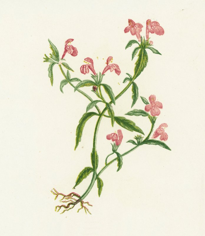 Vörös kender csalán, Galeopsis Ladanum alkotó: English School