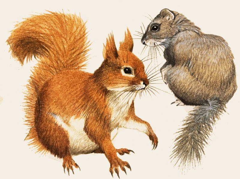 Vörös mókus és Dormouse alkotó: English School