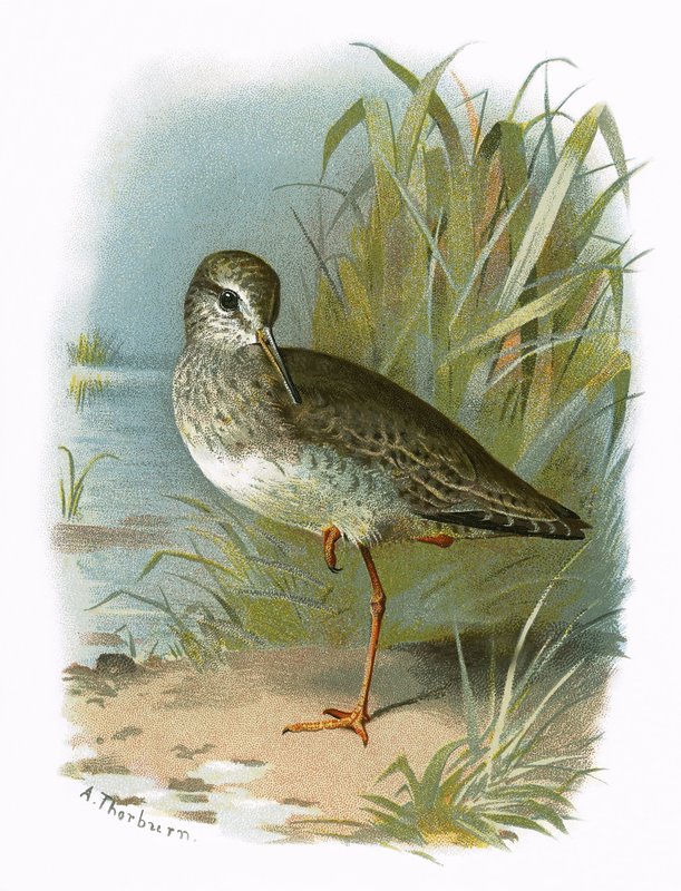 Redshank alkotó: English School