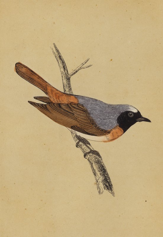 Redstart (színes litográfia) alkotó: English School