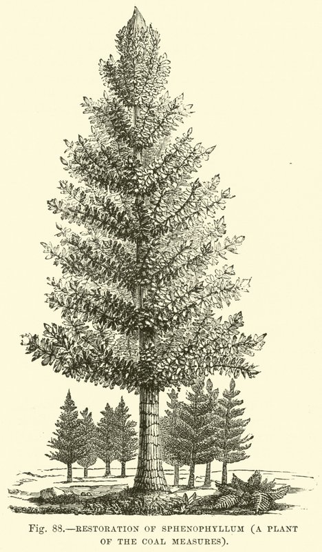 A Sphenophyllum, a Coal Measures nevű növényének helyreállítása alkotó: English School