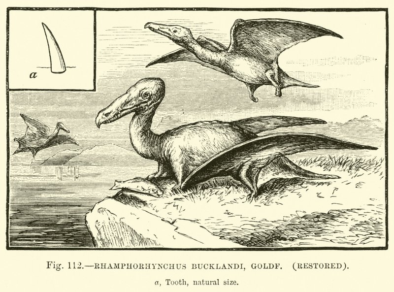 Rhamphorhynchus Bucklandi, Goldf, restaurálva alkotó: English School