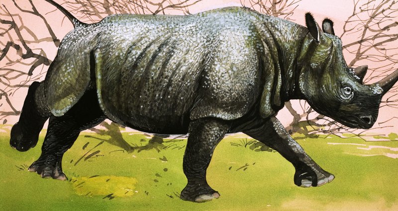 Rhinoceros alkotó: English School