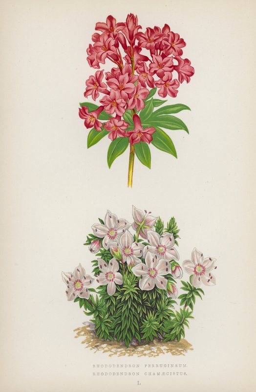 Rhododendron Ferrugineum; Rhododendron Chamaecistus (színes litho) alkotó: English School