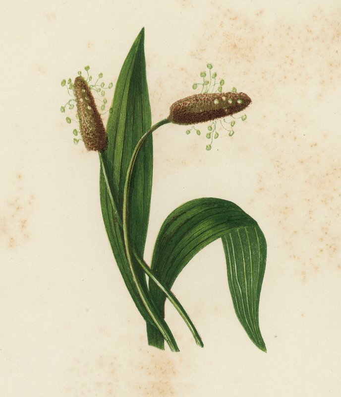 Bordás útifű, Plantago Lanceolata (színes litho) alkotó: English School