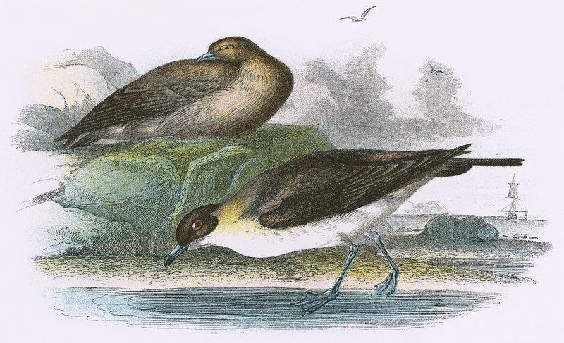 Richardson Skua alkotó: English School