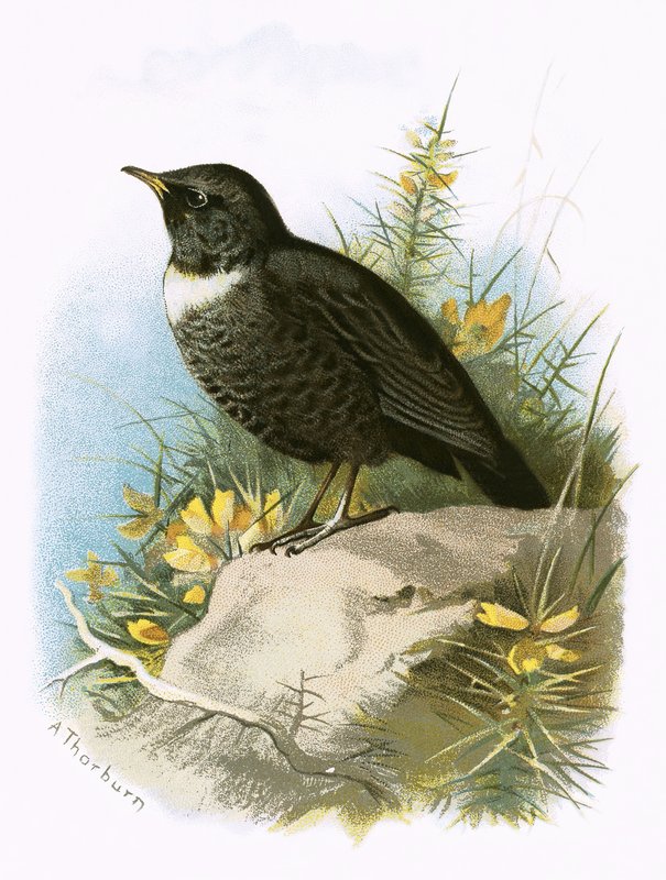 Ring Ouzel alkotó: English School