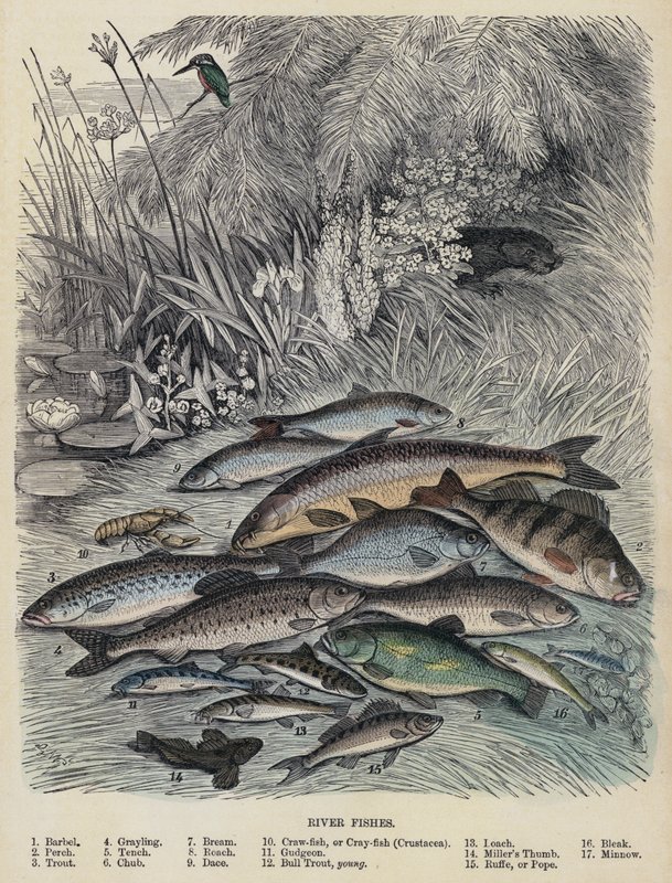 River Fishes (színes metszet) alkotó: English School