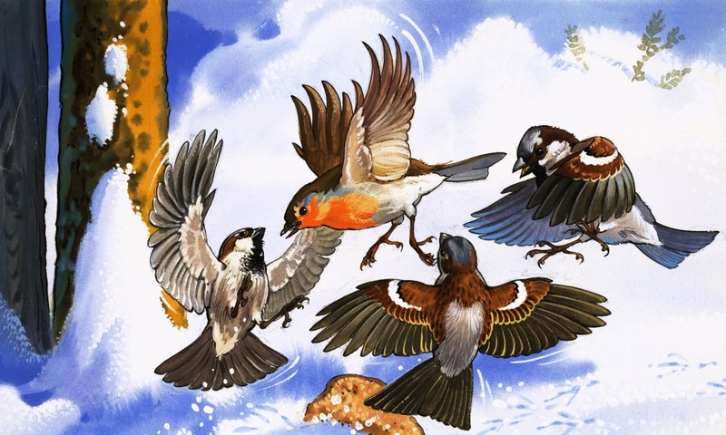Robin más madarakkal küzd alkotó: English School