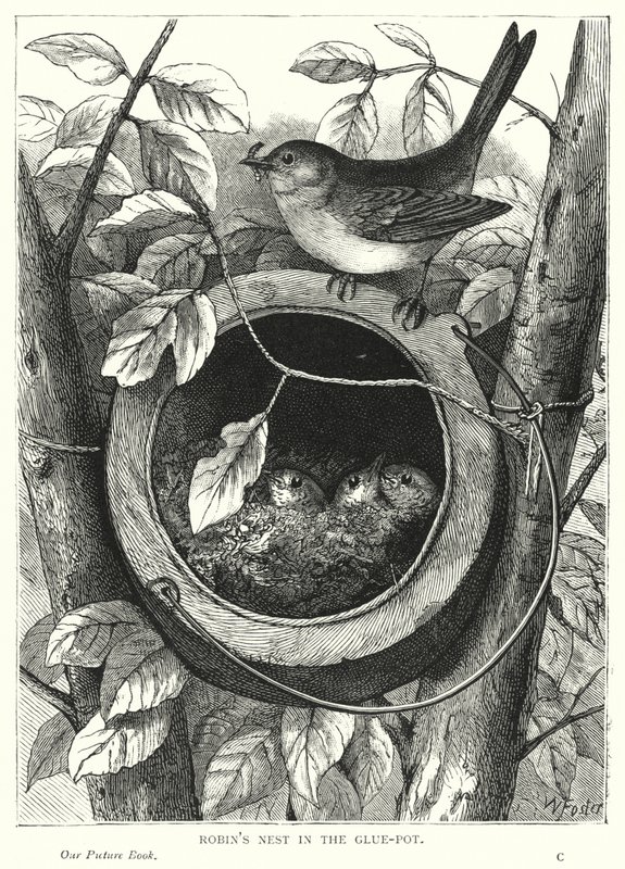 Robin fészek a ragasztótartóban (metszet) alkotó: English School