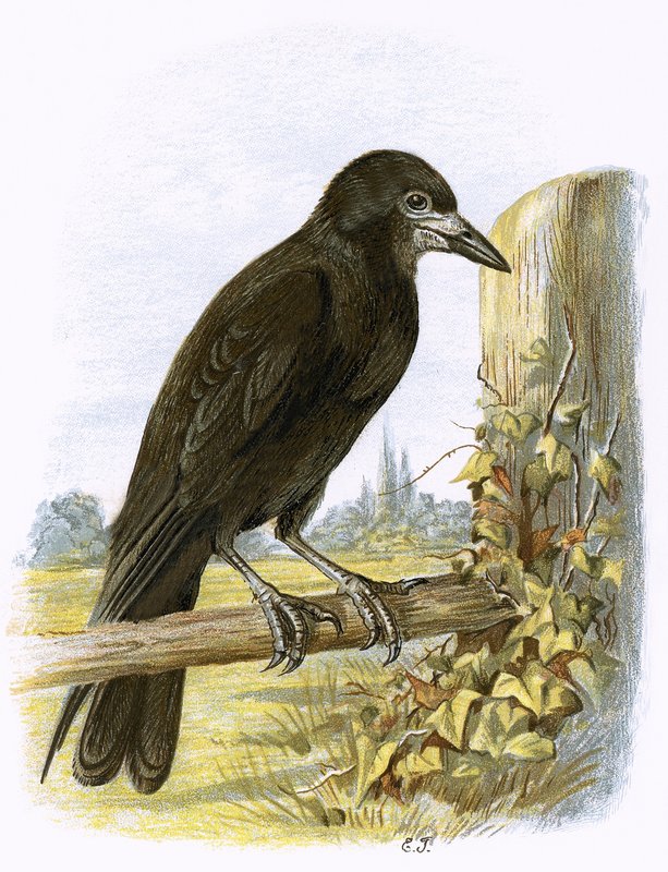 Rook alkotó: English School