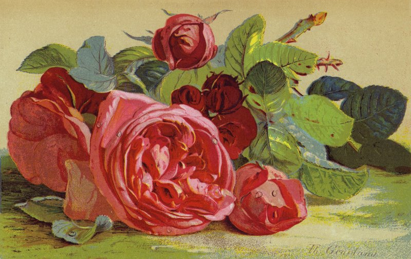 Roses, Edinburgh hercege alkotó: English School