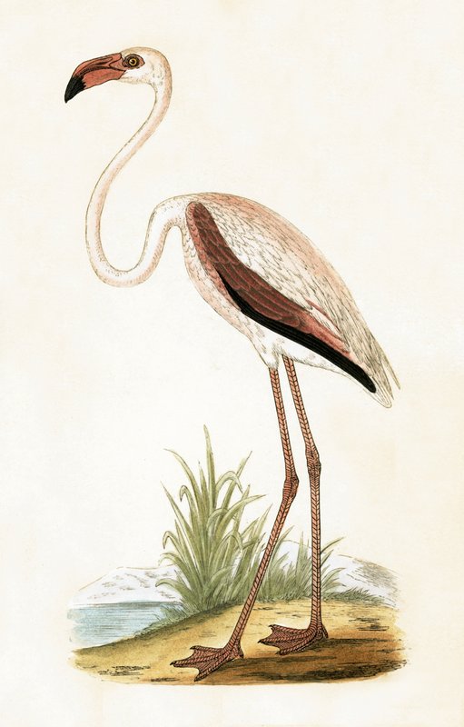 Rózsás flamingó, illusztráció Charles Robert Bree (1811-86) "A History of the Birds of Europe Not Observed in the British Isles" című, 1867-ben kiadott művéből. alkotó: English School