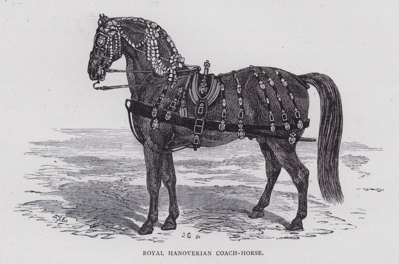 Royal Hanoverian Coach-Horse (metszet) alkotó: English School