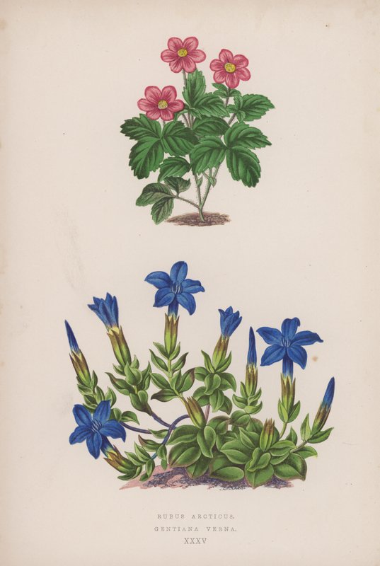 Rubus Arcticus; Gentiana Verna (színes litó) alkotó: English School