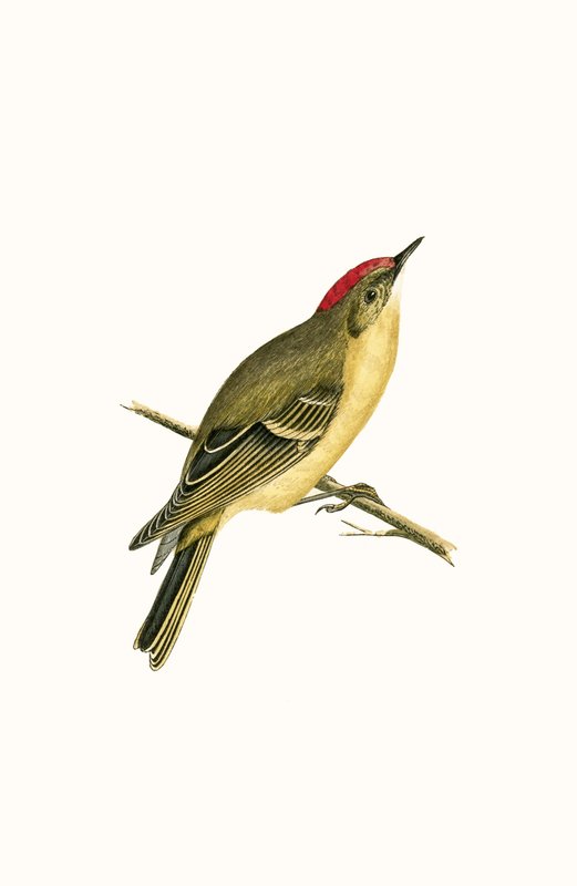 Ruby Crown Kinglet, Charles Robert Bree (1811-86) 1867-ben megjelent „A History of the Birds of the Birds of Europe Not Observed in the British Isles” című illusztrációja. alkotó: English School