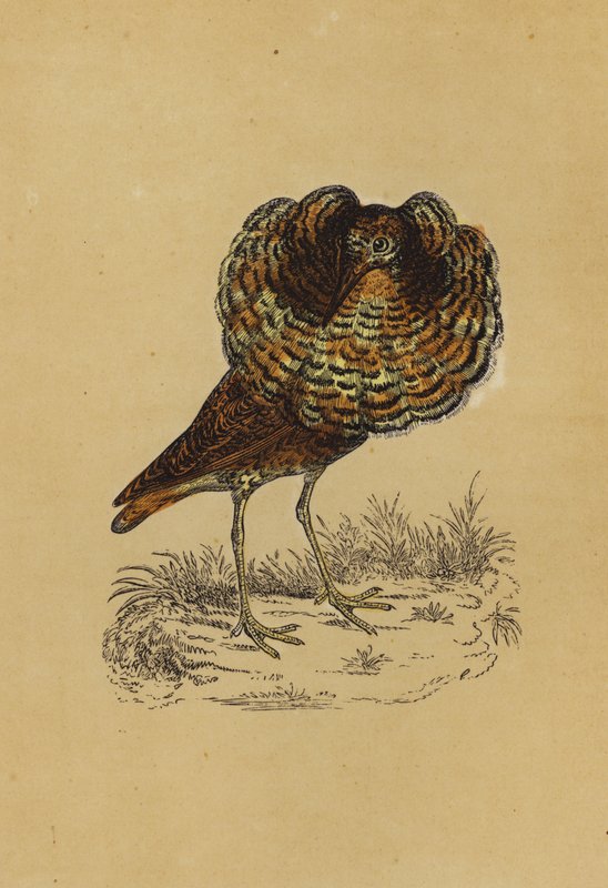 Ruff (színes litográfia) alkotó: English School
