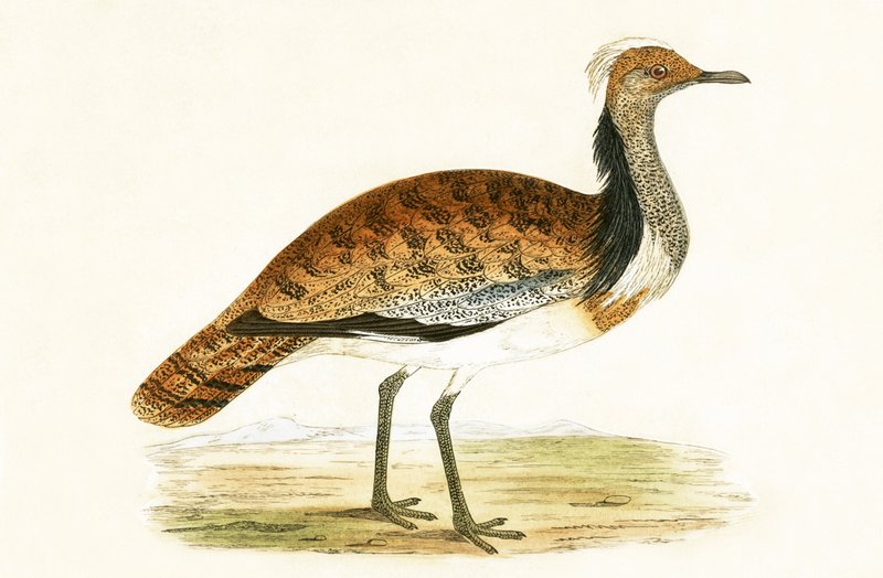 Ruffed Bustard, illusztrációja Charles Robert Bree (1811-86) „Európa madarainak története, amelyeket nem figyeltek meg a Brit-szigeteken” című művéből, 1867. alkotó: English School