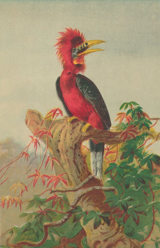 Nyakú szarvascsőrű (Buceros nipalensis) alkotó: English School