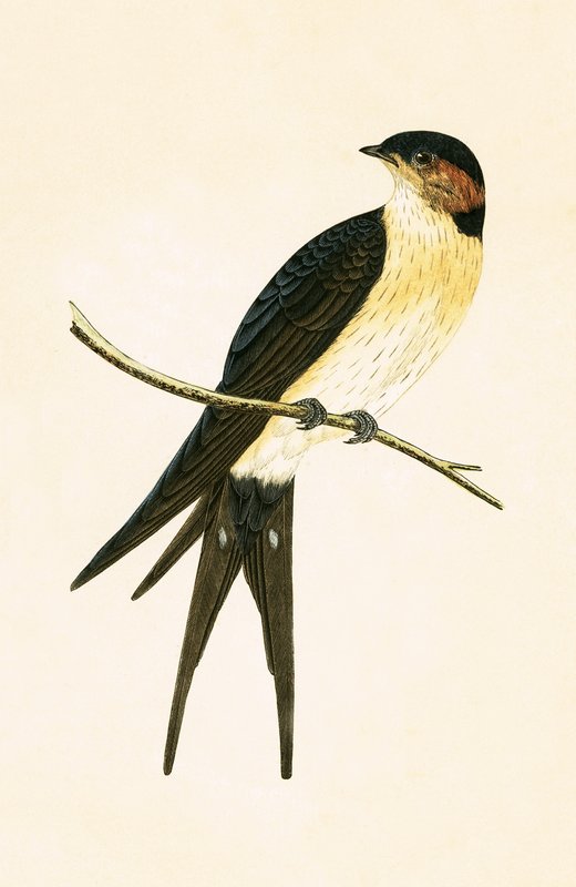 Rufous Swallow, illusztráció az „Európai madarak története, amelyeket nem figyeltek meg a Brit-szigeteken” című művéből, Charles Robert Bree (1811-86), megjelent 1867 alkotó: English School