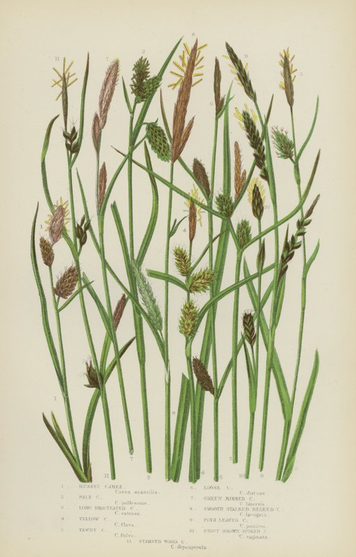 Russet Carex, Pale Carex, Long Bracteated Carex, Yellow Carex, Tawny Carex, Loose Carex … (színes litho) alkotó: English School