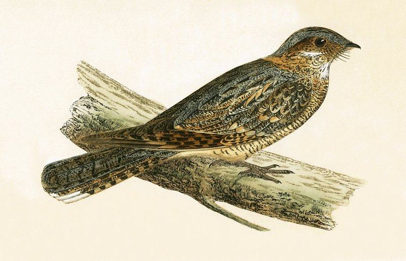 Russet Necked Nightjar, illusztrációja Charles Robert Bree (1811-86) „A British-szigeteken nem megfigyelt európai madarak története” című művéből, 1867-ben megjelent alkotó: English School