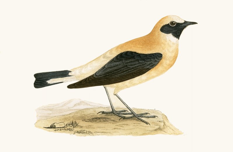 Russet Wheatear, Charles Robert Bree (1811-86) 1867-ben megjelent „A History of the Birds of the European Birds Not Observed in the British Isles” című művéből. alkotó: English School